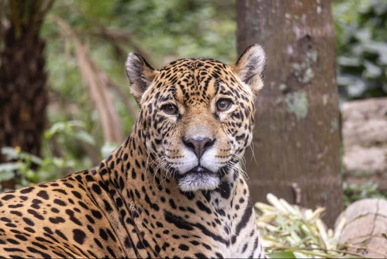 Un ejemplar de jaguar en el Zoo de São Paulo