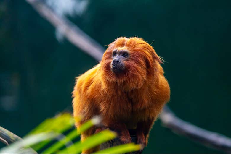 Un ejemplar de mico león dorado 