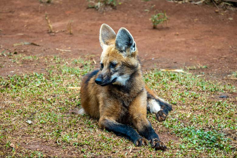 Un lobo guará en el Zoo de São Paulo