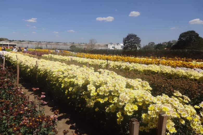 Plantação de margaridas