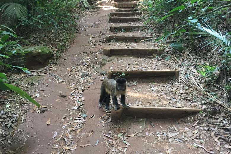 A fauna que encontraremos em nosso caminho