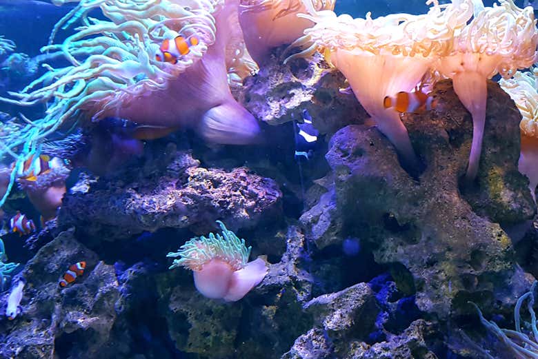 Peixes e corais de aquário