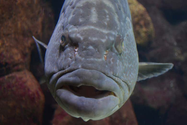 Um dos peixes que você verá no aquário de São Paulo