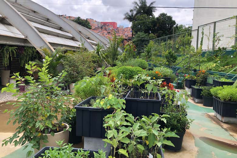 Vegetación de la zona