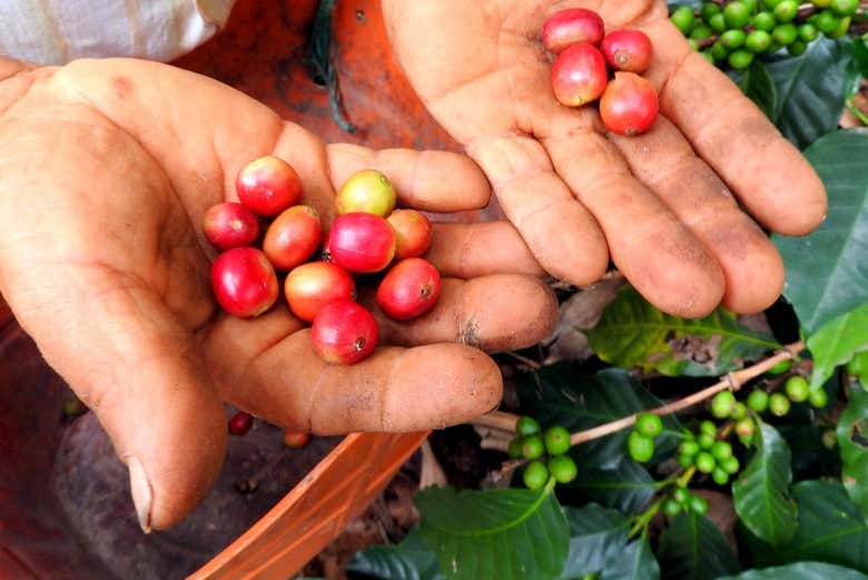 Chicchi di caffè ancora freschi