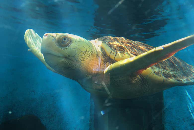 Uma tartaruga-marinha