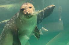 Visita all'Acquario di São Paulo