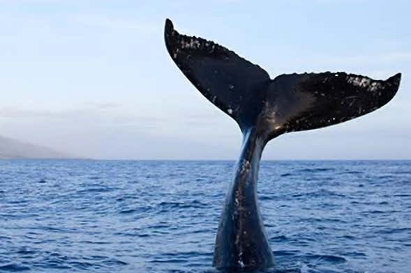 Whale watching a São Sebastião