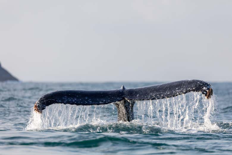 Un tour de avistamiento de ballenas que os encantará