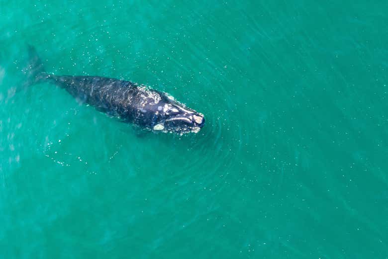 Vista aérea de uma baleia nadando em São Sebastião