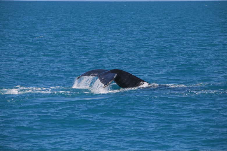 Una ballena jorobada en São Sebastião