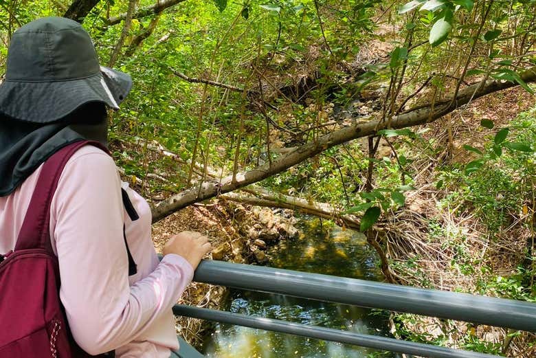 Admirando el entorno del bosque