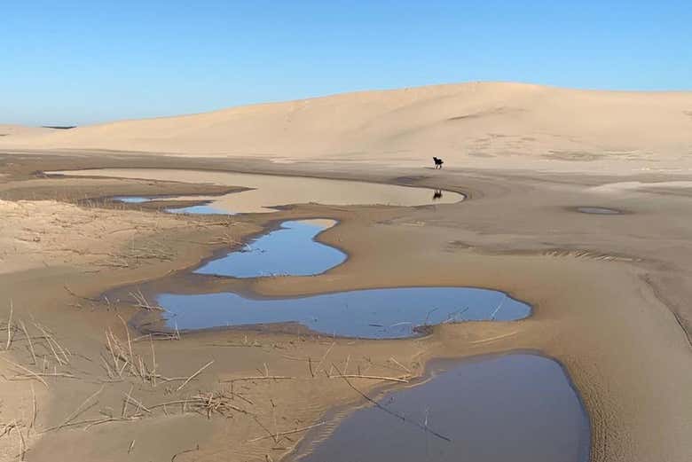 Enjoy a day hiking through Parque das Dunas
