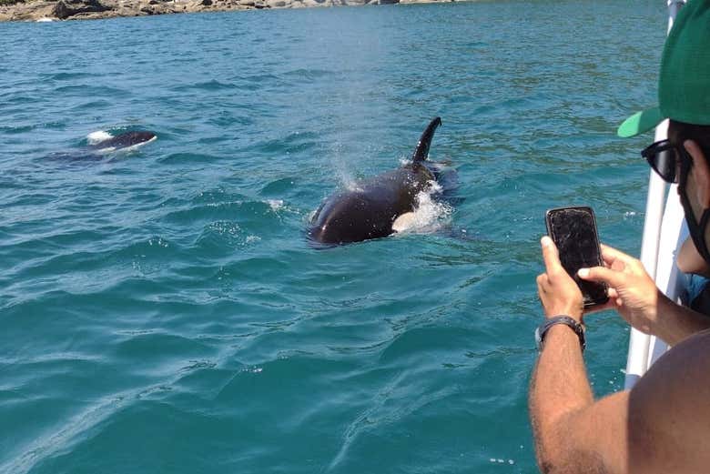 Fauna do entorno das ilhas de Ubatuba