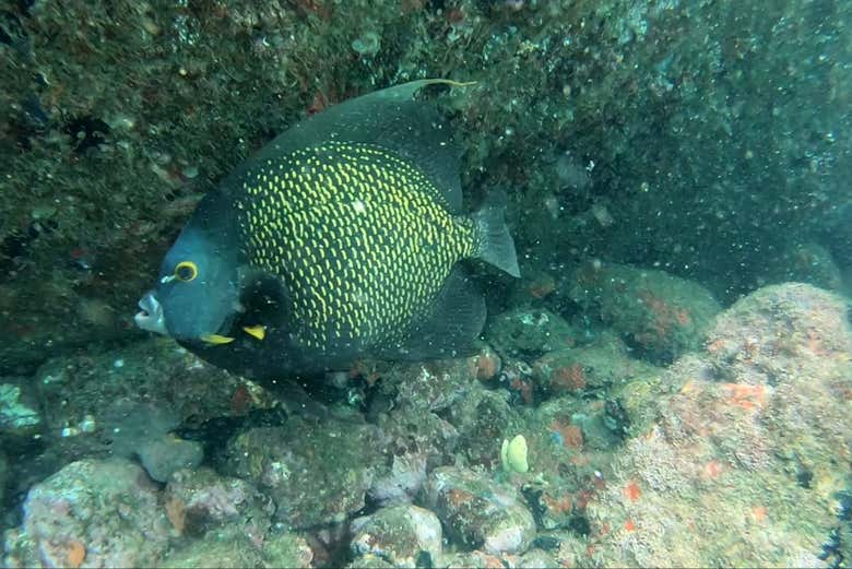 An endemic fish