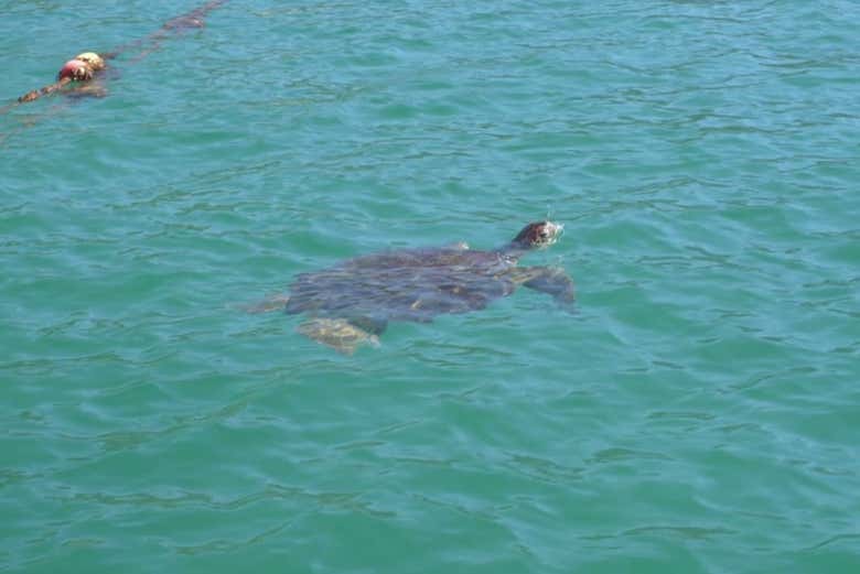 Uma tartaruga marinha