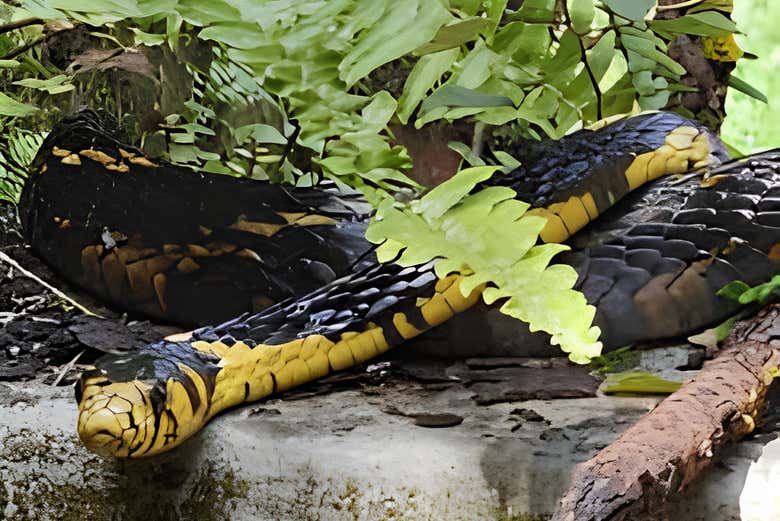Una serpiente en la isla Anchieta