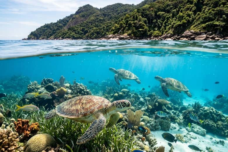 tortugas marinas en isla Anchieta
