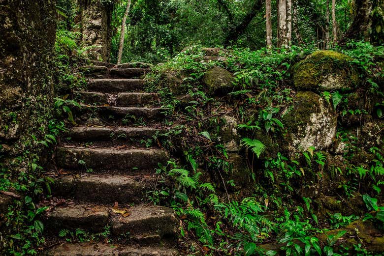 Take a pleasant hike through the forest