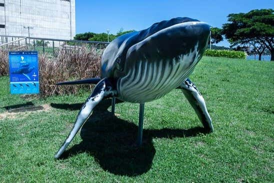 Reproducción de una ballena en el Espaço Baleia Jubarte