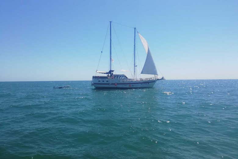 Cruising along the Black Sea