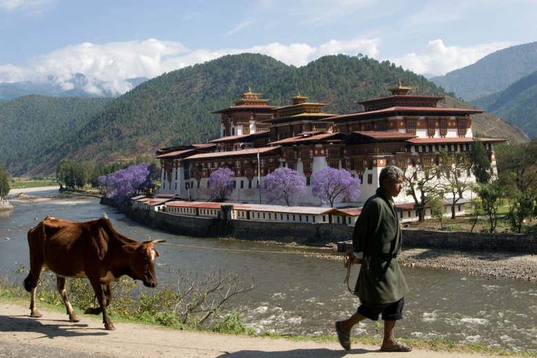 Uma imagem típica de Punakha