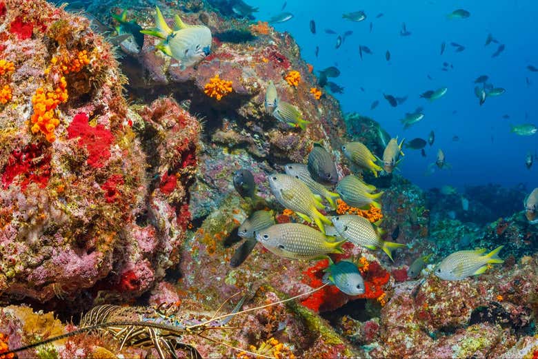 Marvel at the colorful underwater garden in Porto Grande Bay
