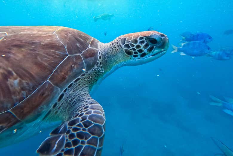 Una tortuga nadando en las aguas de Mindelo