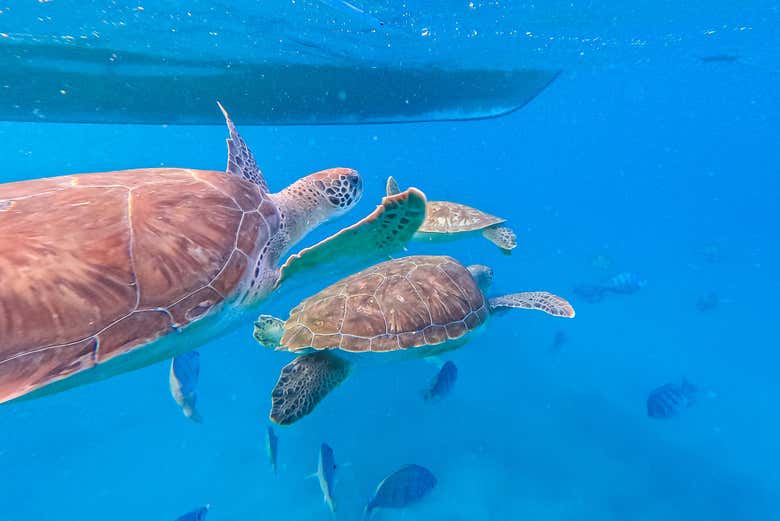 Tortugas marinas de Cabo Verde