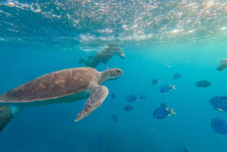 Fotografiando a las tortugas