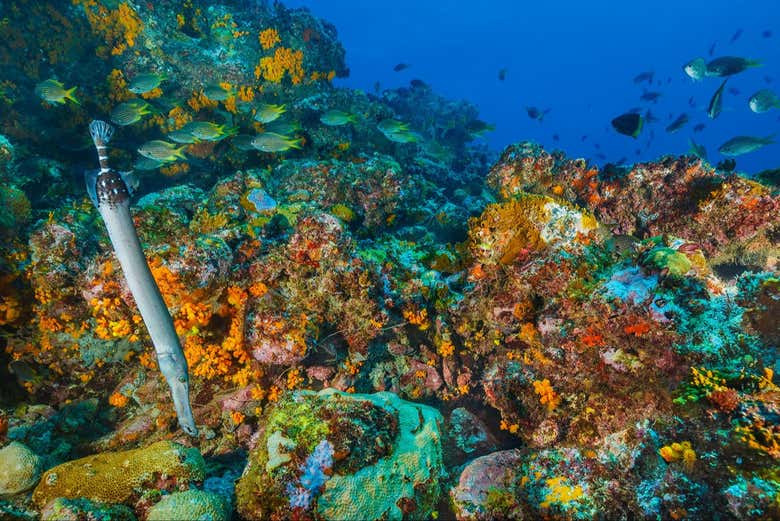 Explore the amazing flora and fauna underwater 