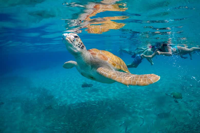 Disfrutando el  snorkel con tortugas