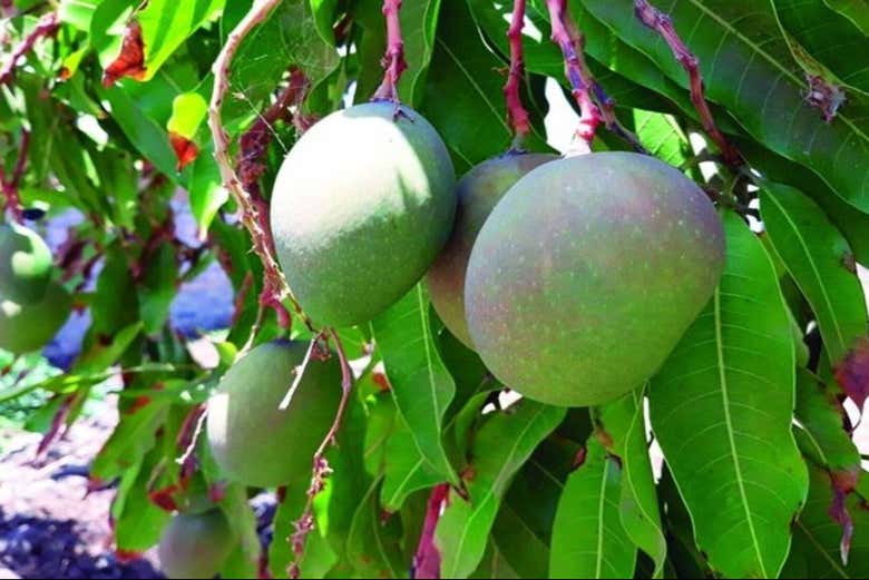 Un manguier à Santo Antão