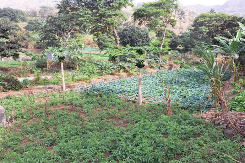 Plantations tropicales dans la vallée de Paul