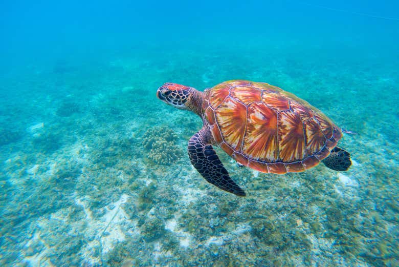 Viendo tortugas en Mindelo