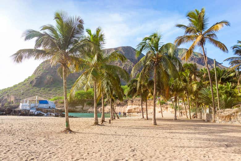 Le palme della spiaggia di Tarrafal