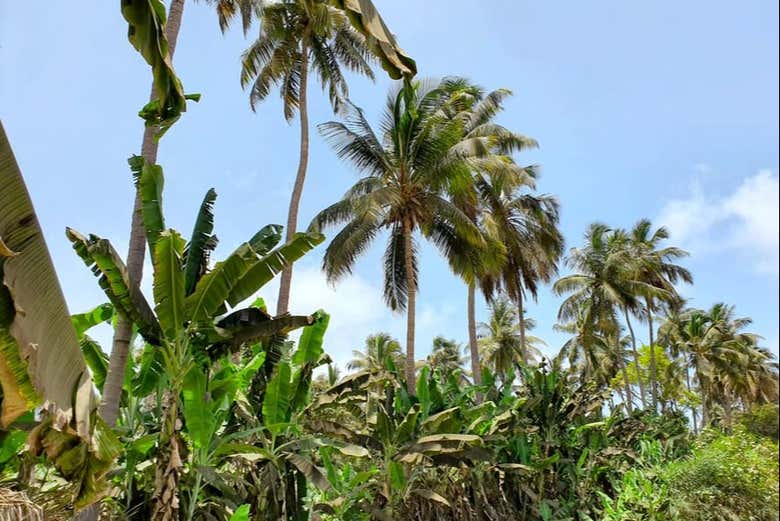 La piantagione di banane