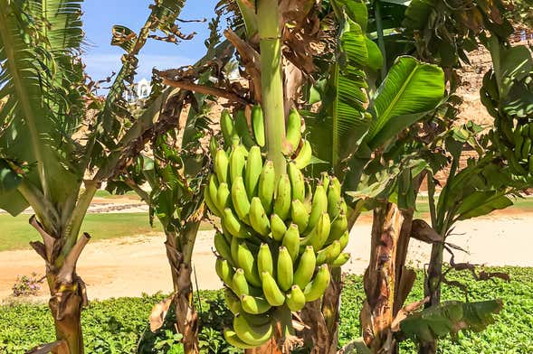 Visite d'une bananeraie + Cours de cuisine