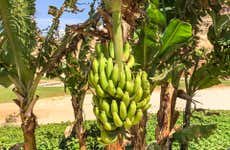 Visita a una plantación de plátanos + Clase de cocina