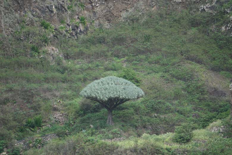 Végétation de Pinhao