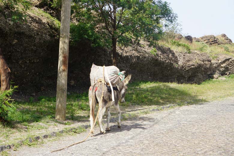 Un âne sur le circuit de randonnée