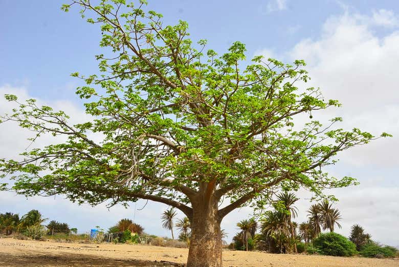 Trees at the Fonte Vicente Oasis