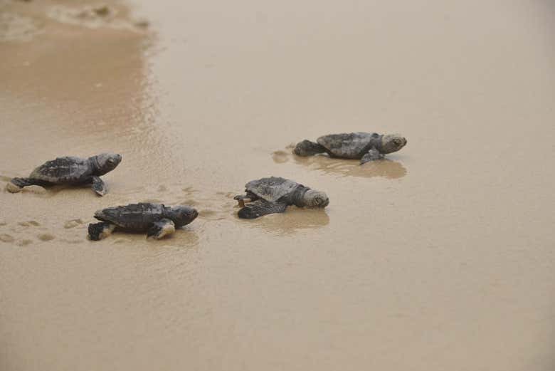 Loggerhead sea turtles