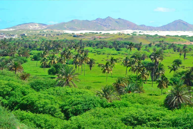 Fonte Vicente Oasis