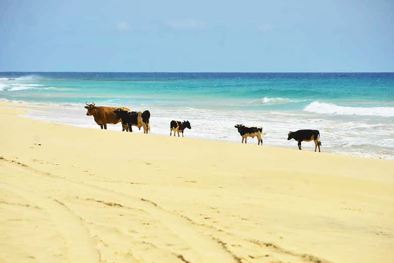Des vaches sur la plage !