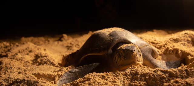 Observation de nuit des tortues de mer