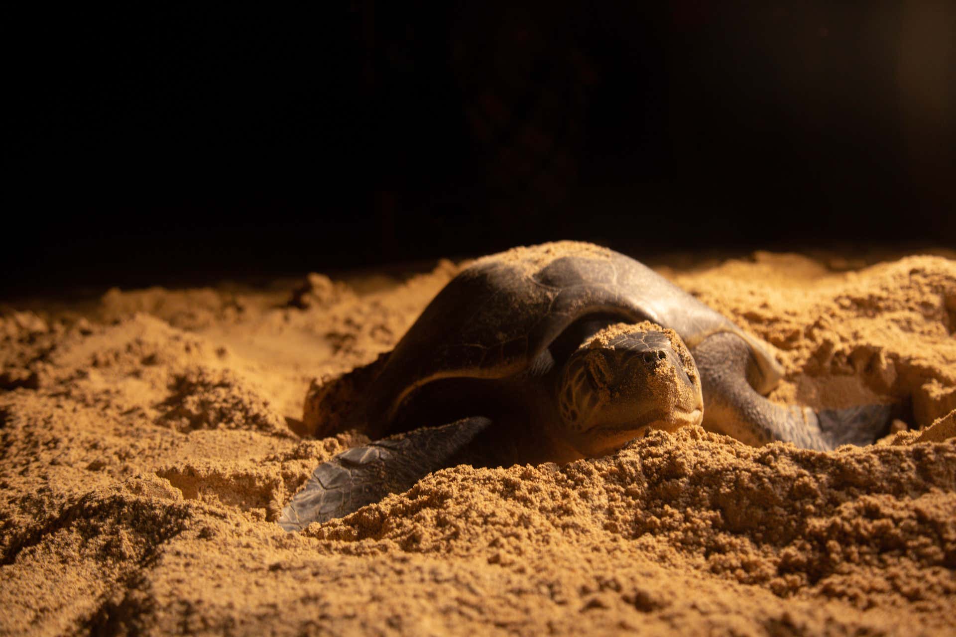 Sal Sea Turtle Watching at Night