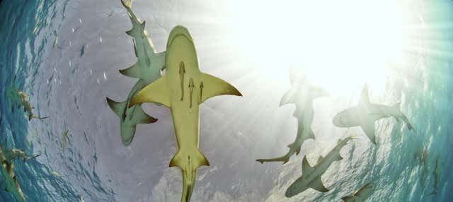 Observation de requins-citrons sur l'île de Sal