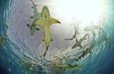 Observation de requins-citrons sur l'île de Sal
