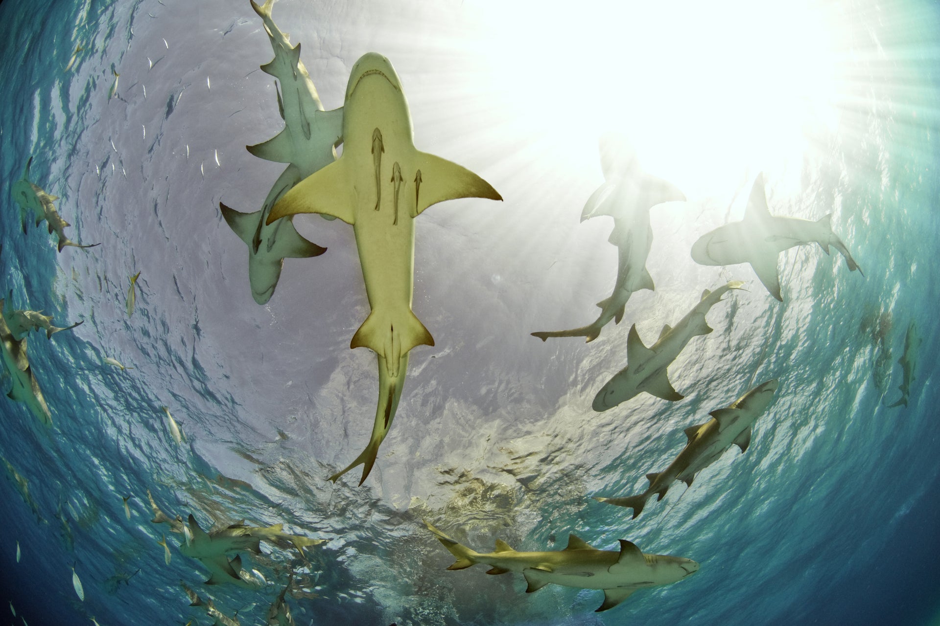 Meet the Lemon Sharks of Sal Island